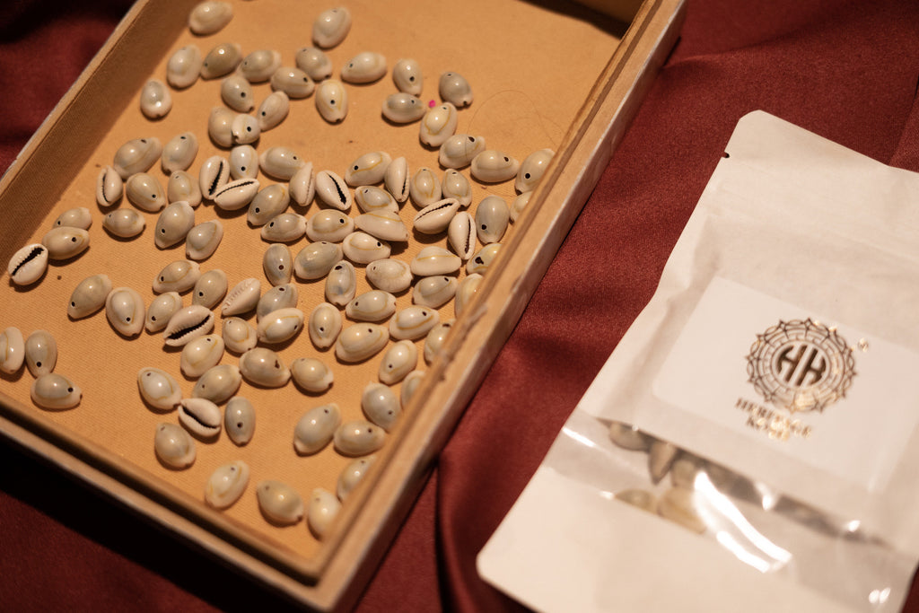 Cowrie shells for DIY projects