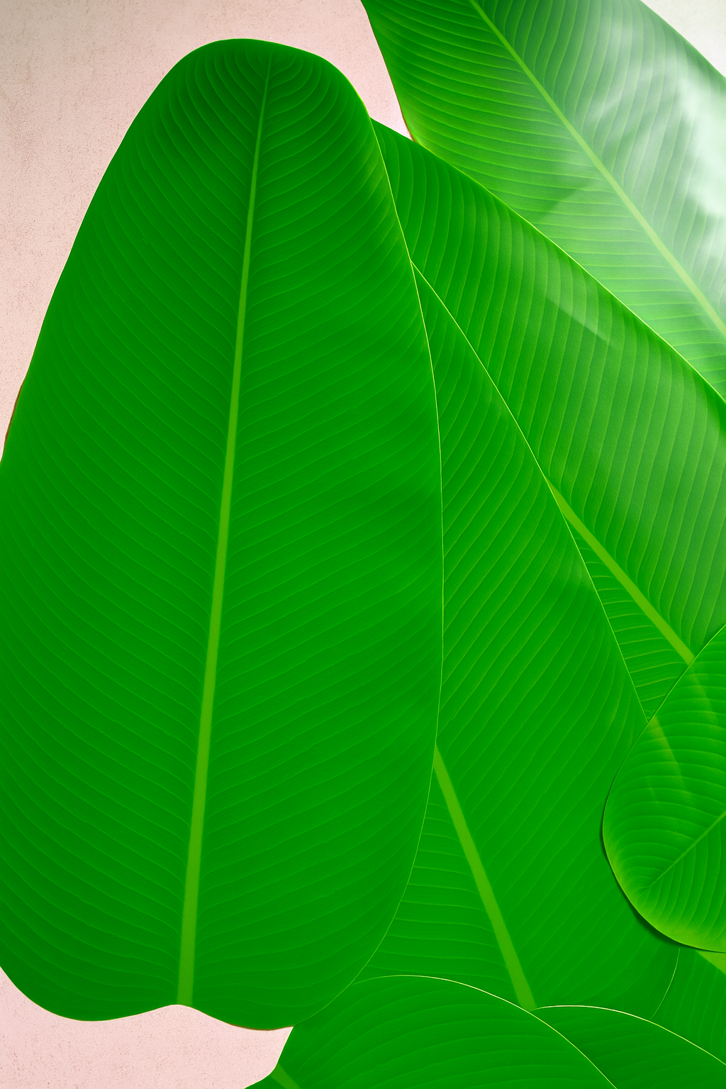 Banana Leaf Decor (6 pcs)