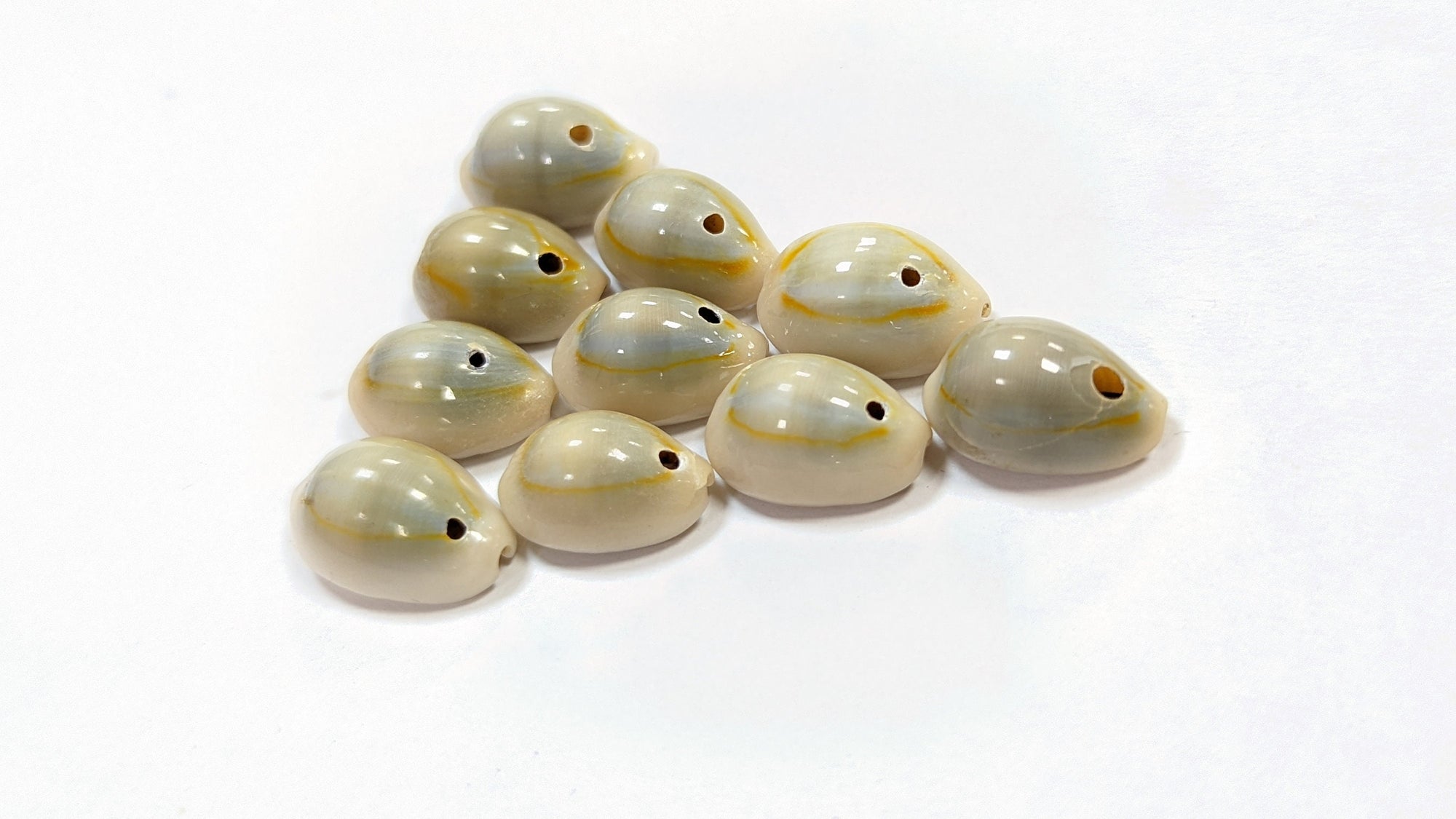 Cowrie shells for DIY projects