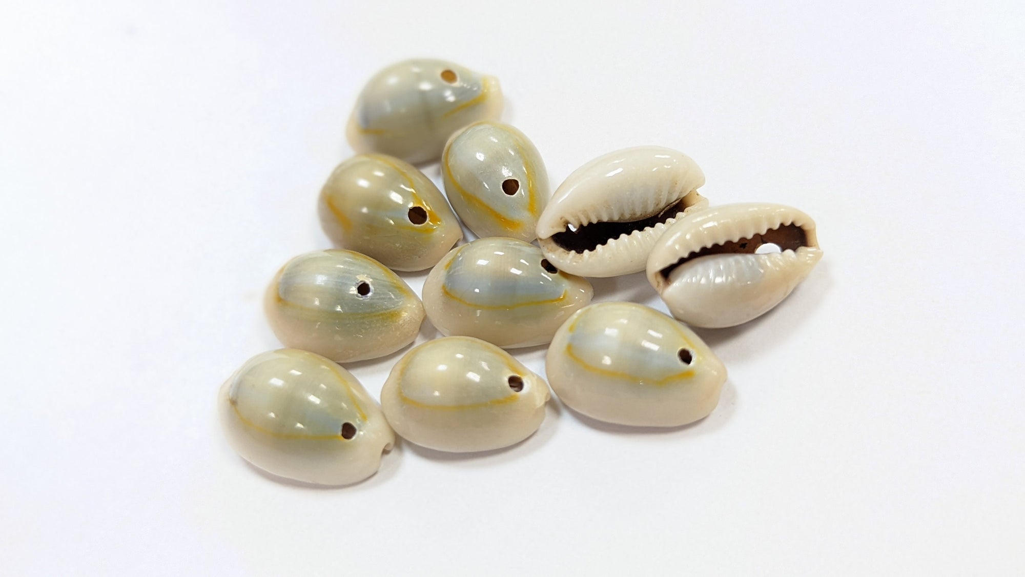 Cowrie shells for DIY projects