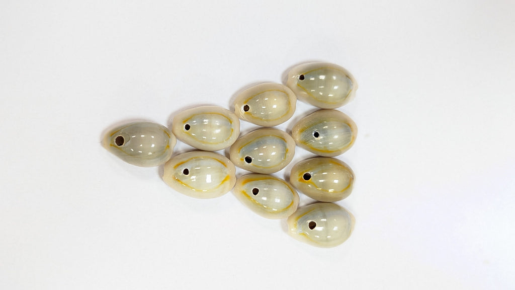 Cowrie shells for DIY projects