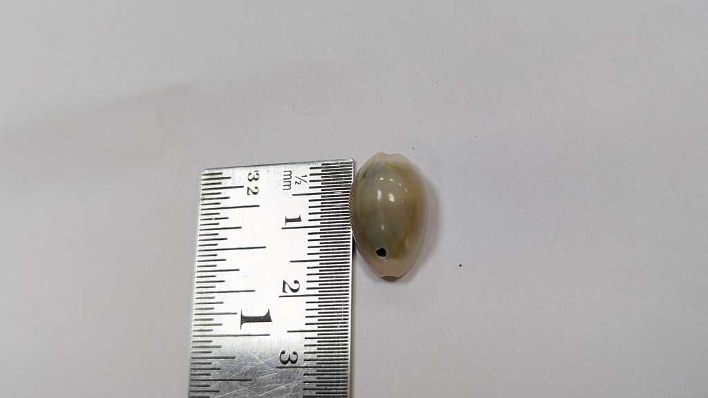 Cowrie shells for DIY projects