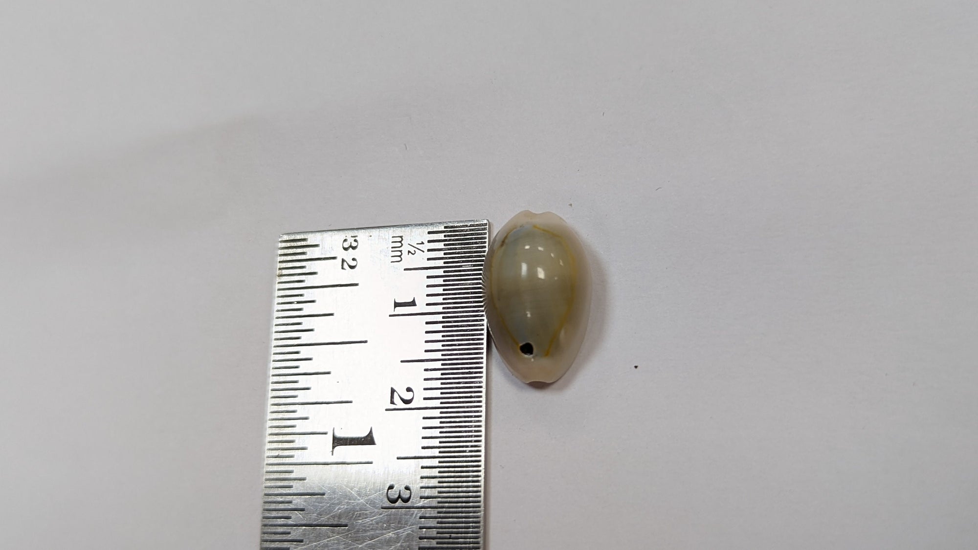 Cowrie shells for DIY projects